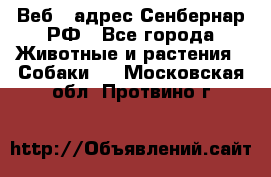 Веб – адрес Сенбернар.РФ - Все города Животные и растения » Собаки   . Московская обл.,Протвино г.